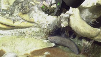 Media type: image;   Invertebrate Zoology 153118 Description: live specimen;